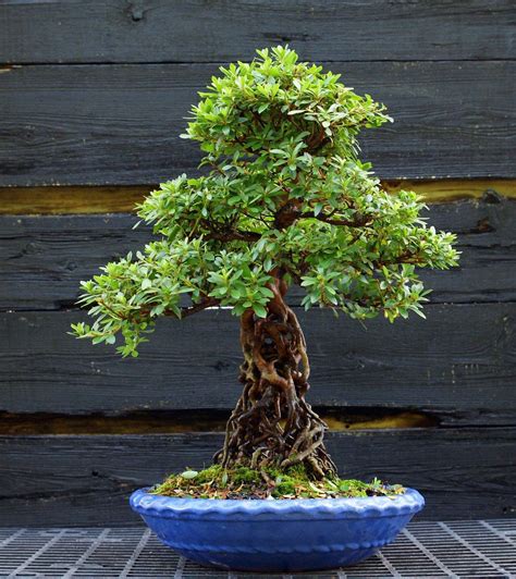 ebay bonsai|Iba pa.